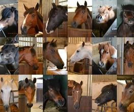 Centre Equestre de Crézancy image 4