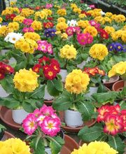 Du Potager Fleuri GAEC image 10