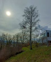 Mémoires d'Arbres Bild 5