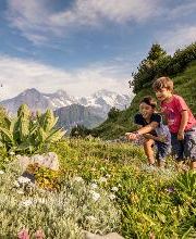 Botanischer Alpengarten Schynige Platte Bild 1