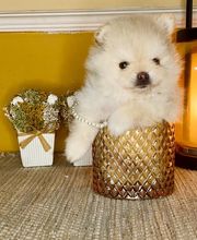 El Edén de Lilith imagen 12