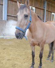 Reit- und Fahrstall Enderli Bild 6