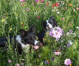 Chiens Zen image 11