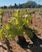 Festival de Comédie Pieracci image 2