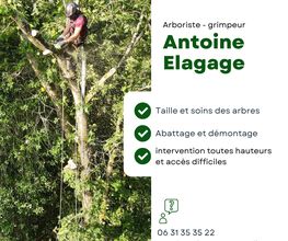 Antoine élagage image 2