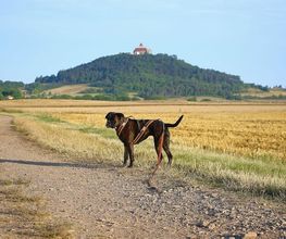 Boxerzwinger vom Wettiner Eck Bild 5