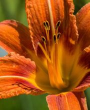 Pflanzencenter Fehr Bild 7