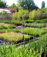 Aquilegia Im Garten Zuhause GmbH Bild 2