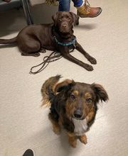 Nicholasville Road Animal Hospital image 10