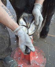 Steige Westernhorses & Hoofcare Bild 3