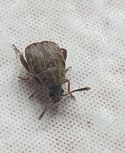 ahs - Schädlingsbekämpfung Abrell Bild 5