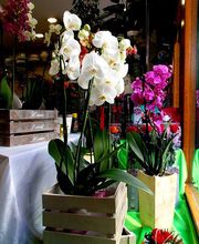 flores-ana-blancas-05.jpg