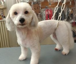 Lady Chiens image 16