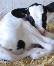 Marshfield Veterinary Service image 4