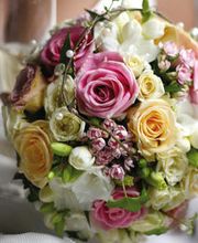 Blumen Rosenrot Bild 3