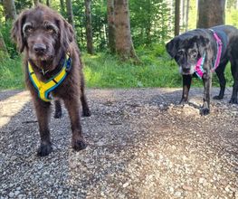 Mantrailing Training - Tinas HuSchu | Hundeschule München und Umgebung