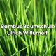 Bambus-Baumschule Ulrich Willumeit