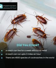 SafeHaven Pest Control image 15