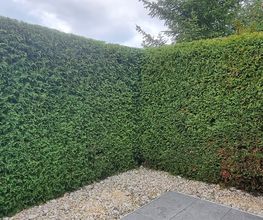 Gartenservice Cedric Rother Bild 4