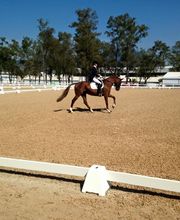 Pferdeklinik - Fesselträger-Behandlung