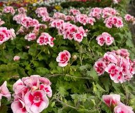 Blumen Haider Bild 2