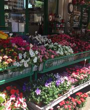 A. Pinto Fleurs Bild 2