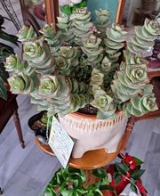 Succulentes & Orchidees image 7