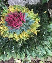 Gerber & Nyffeler Pflanzen Floristik AG Bild 7