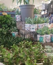 Gamm Vert Marans image 8