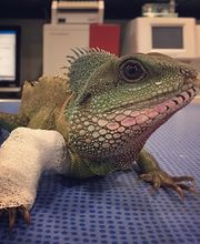 Cabinet Vétérinaire de la Fonderie SA Bild 8