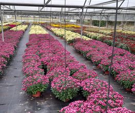 Marty Fleurs image 6