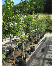 BAUMSCHULE VOGEL Bild 6