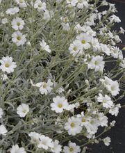 Staudengärtnerei David Müller Bild 32