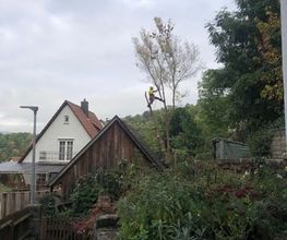 BAUMTEAM SCHALLWIG Bild 3