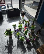 neue Blumen