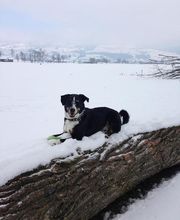 Frässeggä, für Hund & Katz