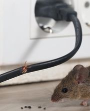 OPC Pest Services - Lexington image 2