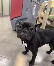 Spa Paw & Tail Premier Pet Resort image 15