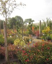 PEPINIERE DE BEL'AIR image 4