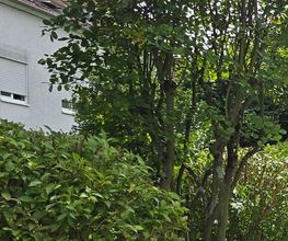 Hausmeisterservice & Gartenstyling Bild 7