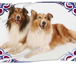 Collies vom Kaninchenhof Bild 1