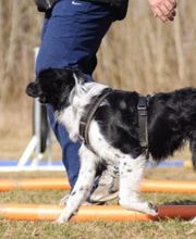 Hundeschule Mosig Bild 15