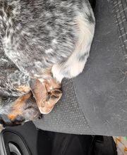 MenschUndHundZentrum Bild 38