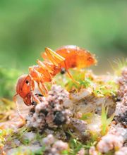 OPC Pest Services - Lake Barrington (Schopen) image 18