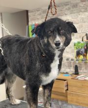 Détente Canine image 9