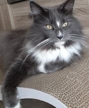 Chatterie de l'Alantolie image 3