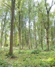 FriedWald Gronenburg Bild 4