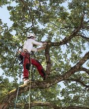 Philippe Joyeux Elagage image 7