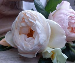 Blumen Schweizer Bild 3