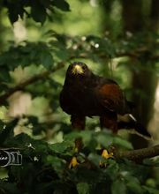 Stages Fauconnerie Lyon , Elevage de rapaces, Effarouchement pigeon, Rhône-Alpes, Bourgogne-Franche-Comté, Saône et Loire image 1